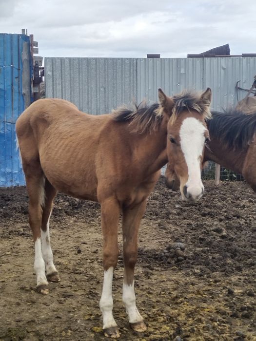 4 бас еркек жабағылар сатылады