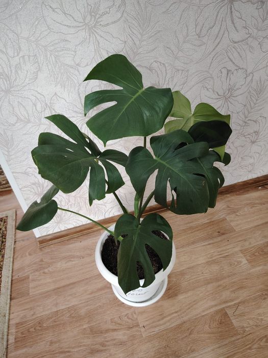 Продам растение  Монстера