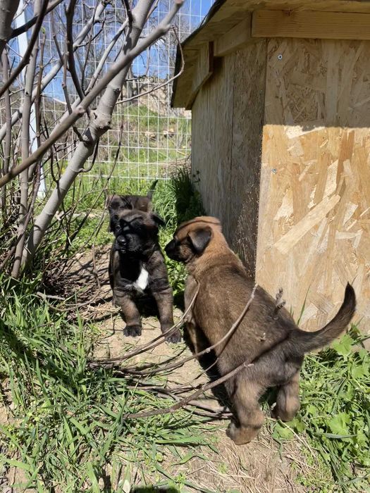 Малиноа, Белгийска Овчарка