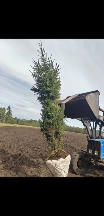 Ель сибирская, Березы