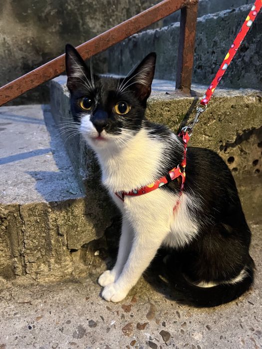 Подарявам женско коте