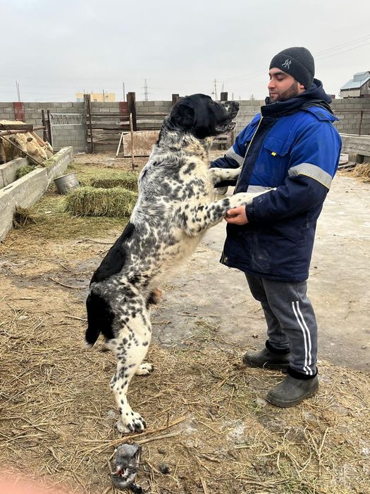 Продам щенка Алабая