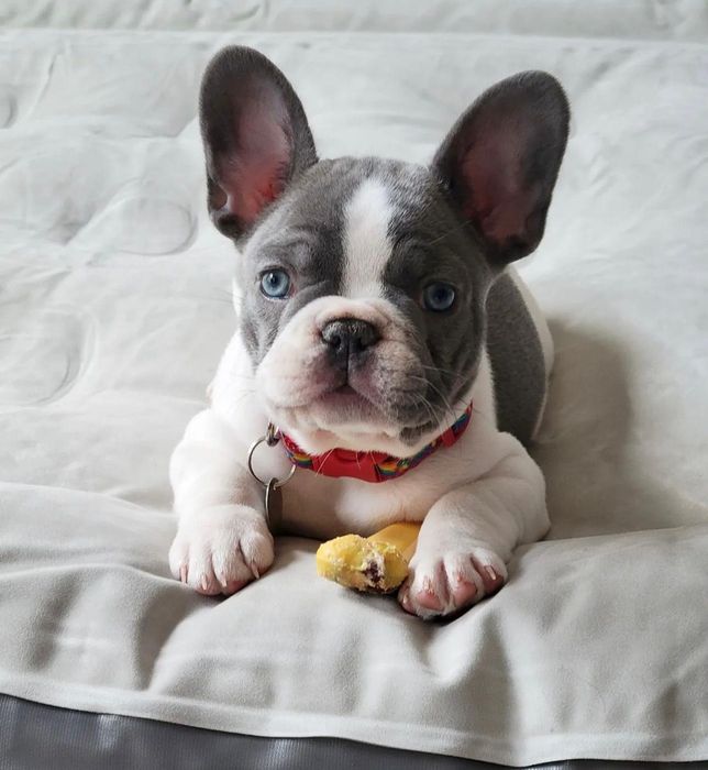 Bulldog francez femela
