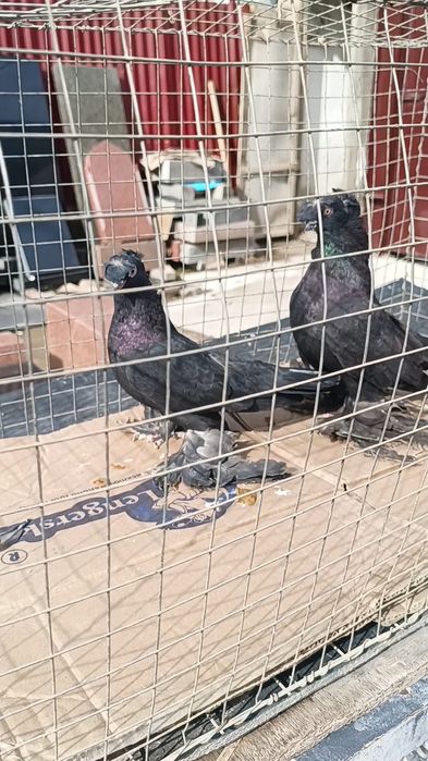 Голуби черные по парам