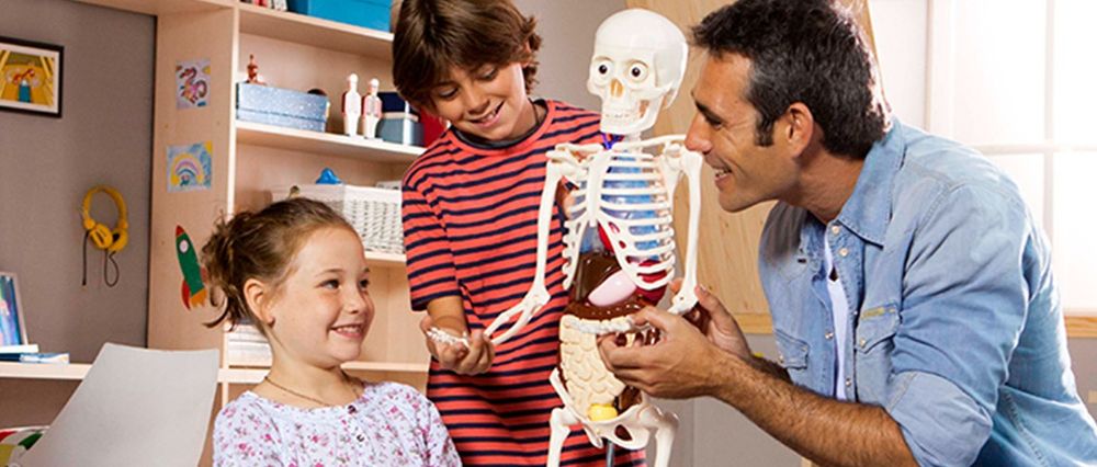 Човешкото тяло макет 1-10 бр.