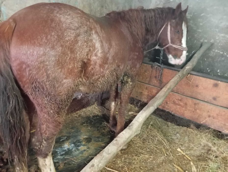 Vând mânz de 2 ani