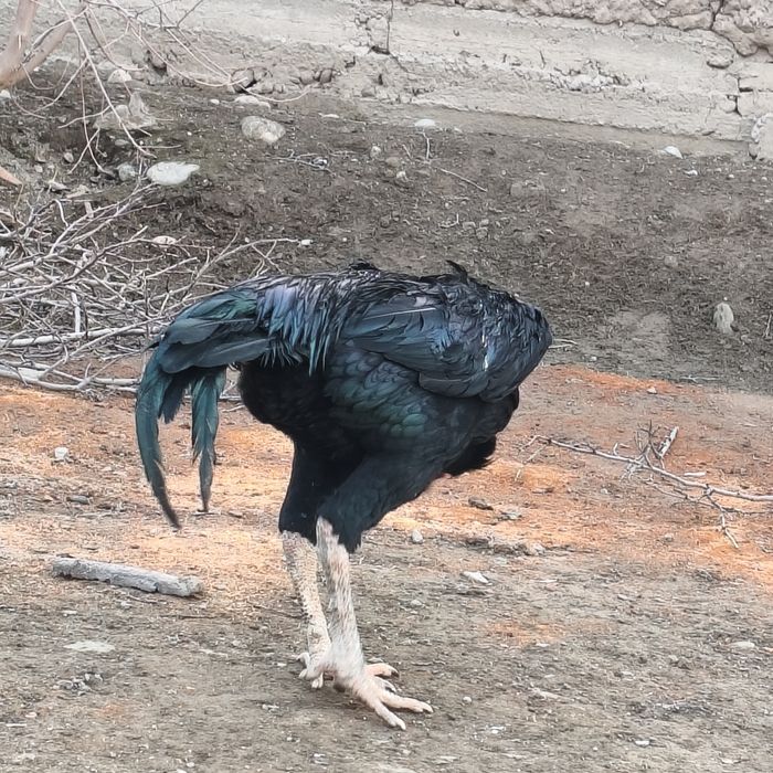 Sara Dakan xo'roz / Zotdor va sog'lom / Bo'yi baland Dakan