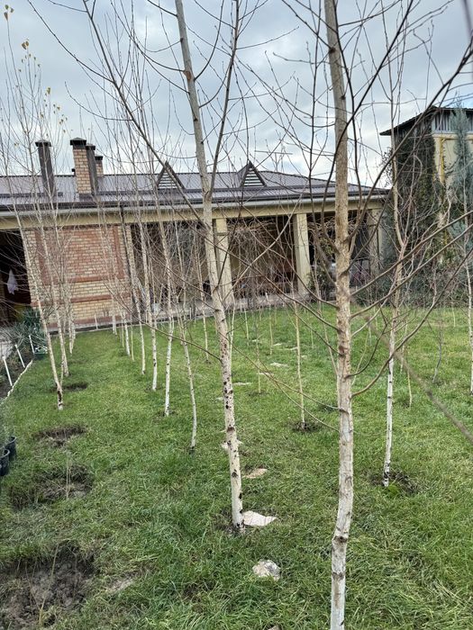 Береза декоративная.