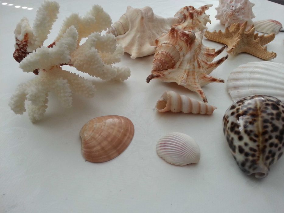 Морска красота за декорация