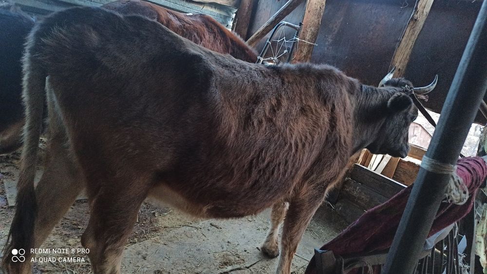 Сиыр жане кунажын сатылады