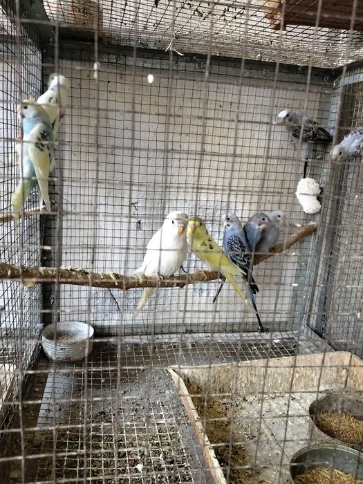 Продаются молодые и взрослые волнистые попугаи