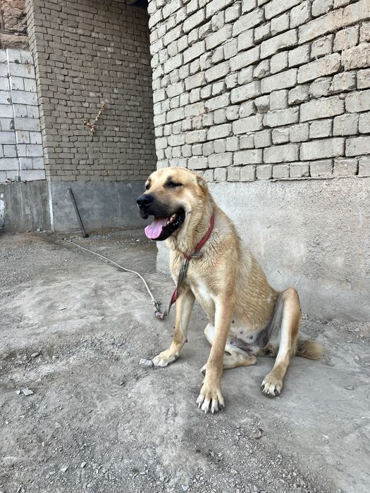 Kuchuk bepul beriladi