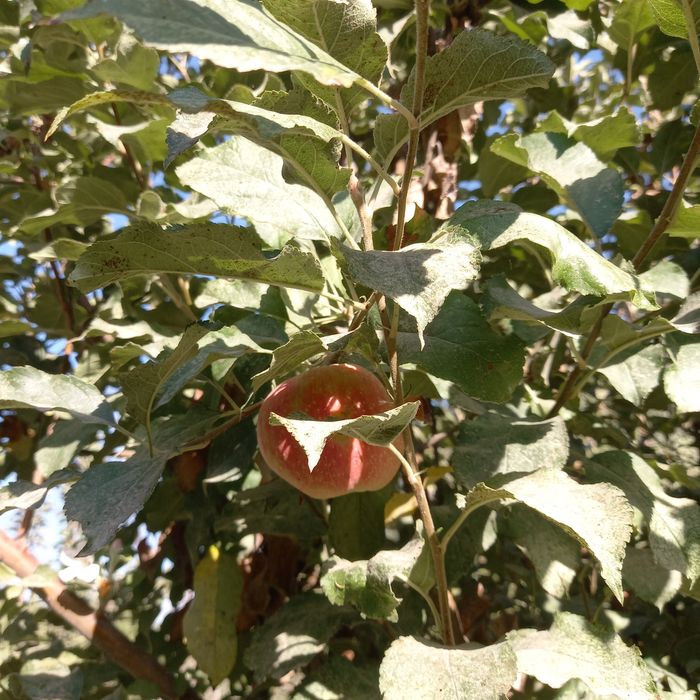 Продажа участок, дом, коровник, участок 27 соток.