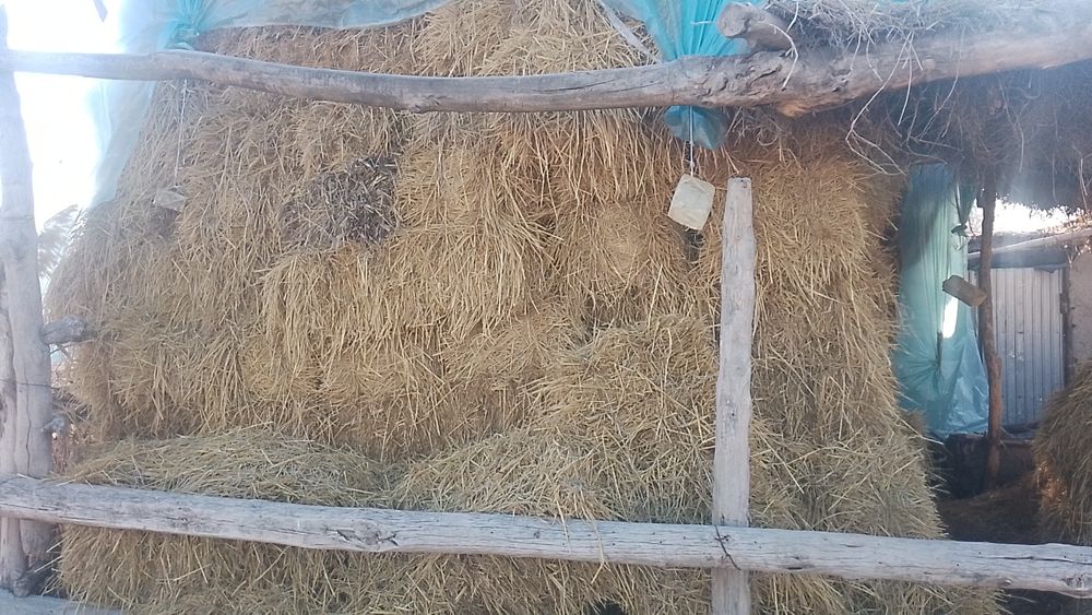 Сомон бугдой и шоли беда. Бугдой дон