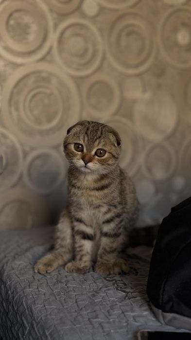 Скотиш фолд девочка