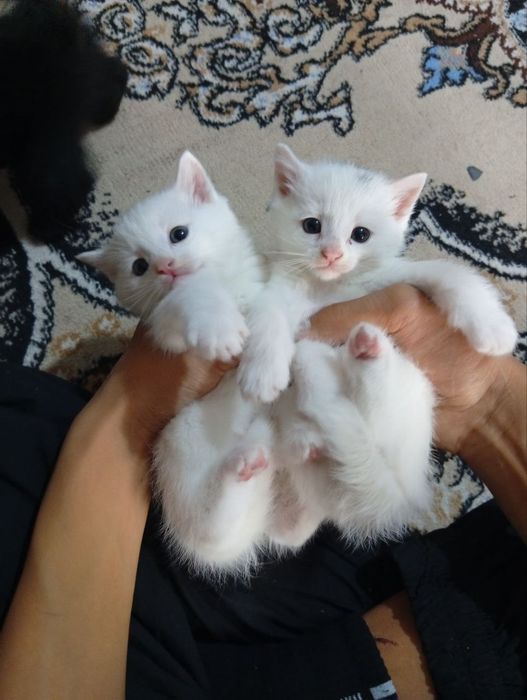 Ayol mushukning qaysi qismidan siyadi?