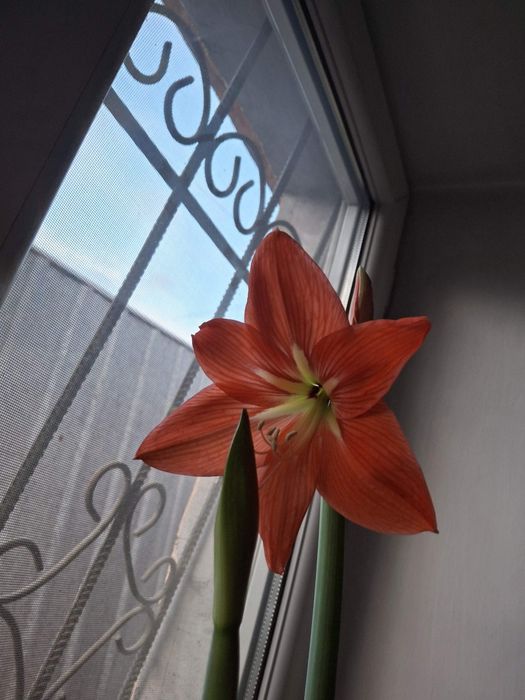 ГИППЕАСТРУМ,  Комнатные цветы