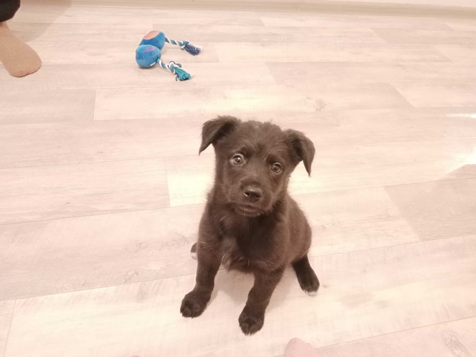 Щенок-девочка в добрые руки