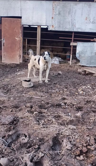 1жылдық күшік сатылады.