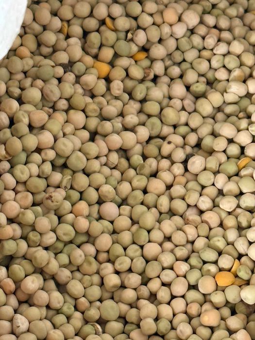 Mazare selectata productie 2025