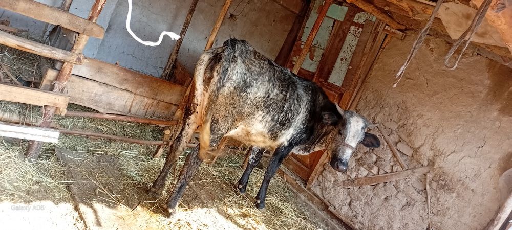 Ona-bola sigir sotildi