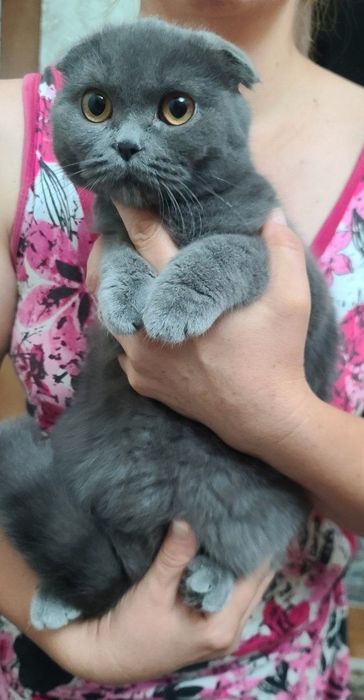 Британские кошечки