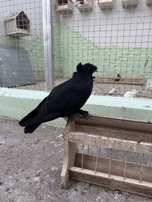 Продаю бухарских голубей