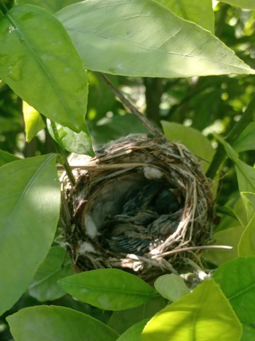 Bulbul va polaponlari bilan