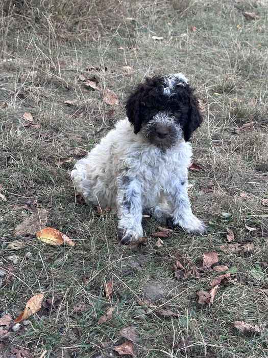 Lagotto Romagnolo