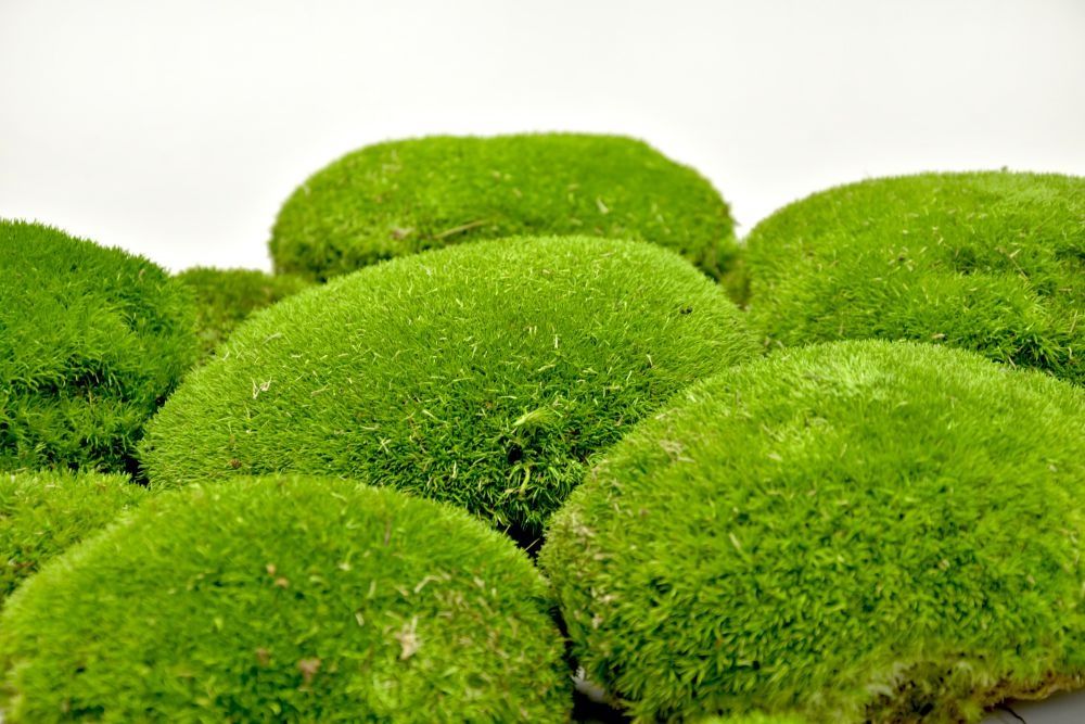 Muschi bombati calitatea 1