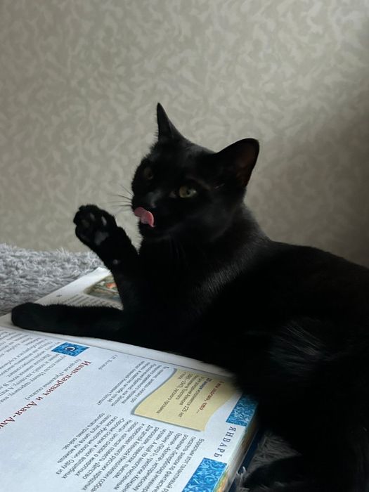 Отдам кошку 2 года