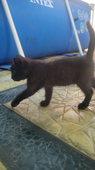 Zotdor mushuk bolalari