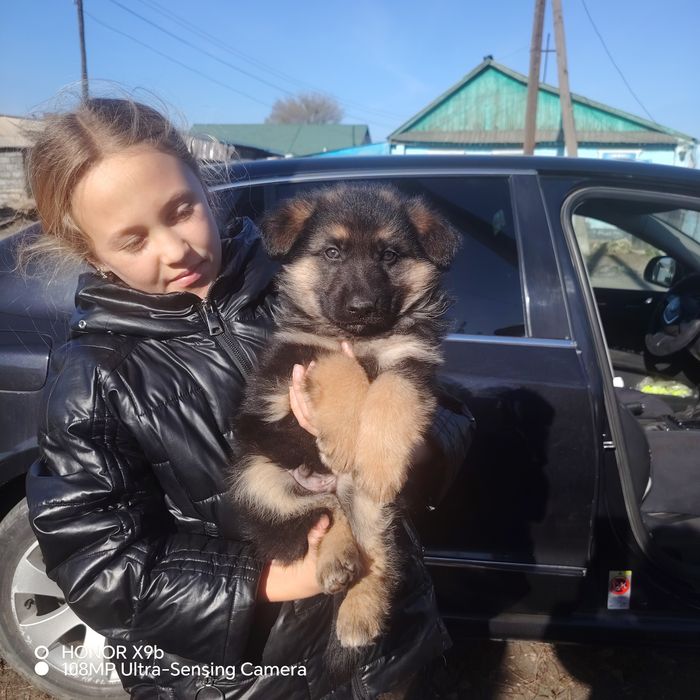 Щенок Немецкая овчарка