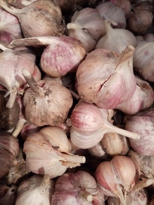 Чеснок из своего участка