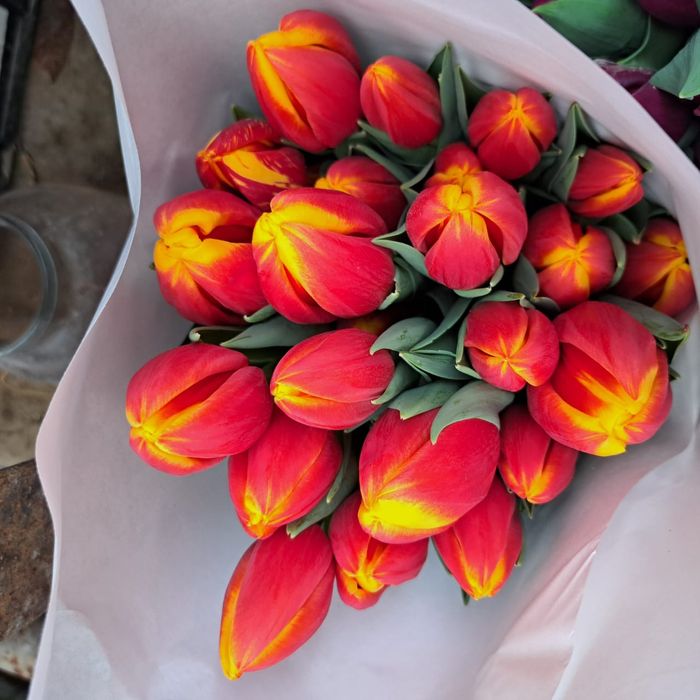 Тюльпаны оптом .