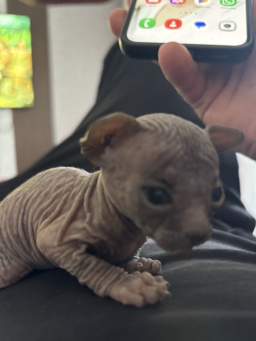 Котенок сфинкса бронь