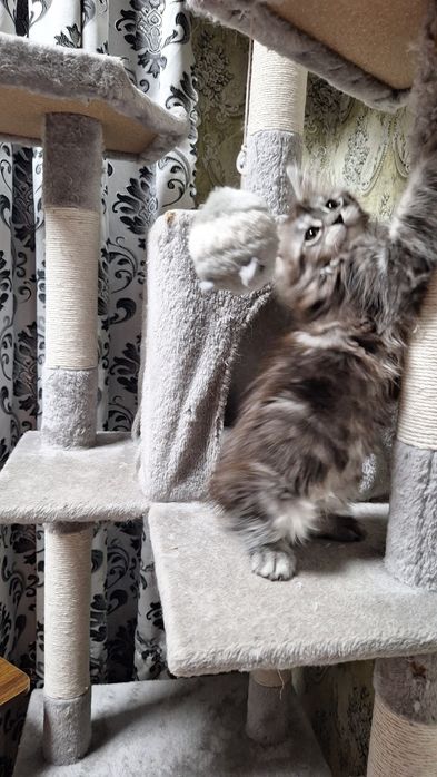 Котенок мейн-кун,девочка