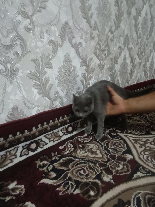 Samarqand viloyati Oqdaryo tumani