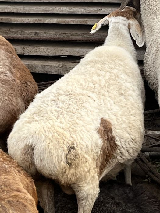 Продам барана ургашы