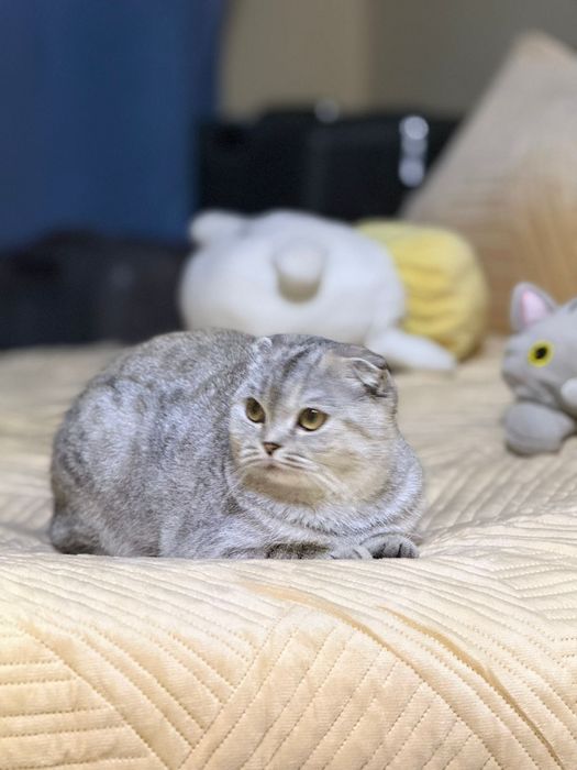 Срочно продаётся кошка Скоттиш фолд