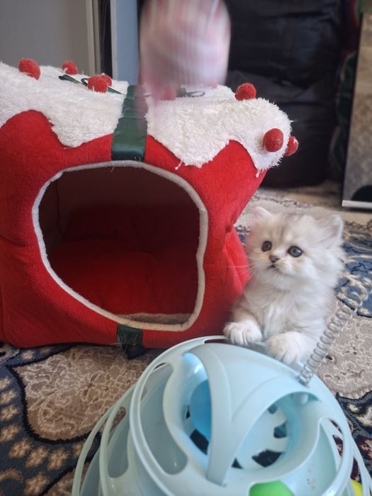 Кошки  шиншила продажа