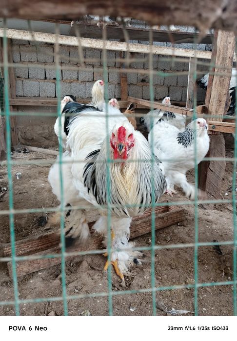 Svetli brama sotiladi