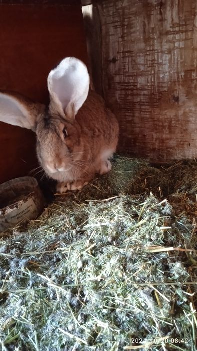Прадам.кралов рабочих и пародистых
