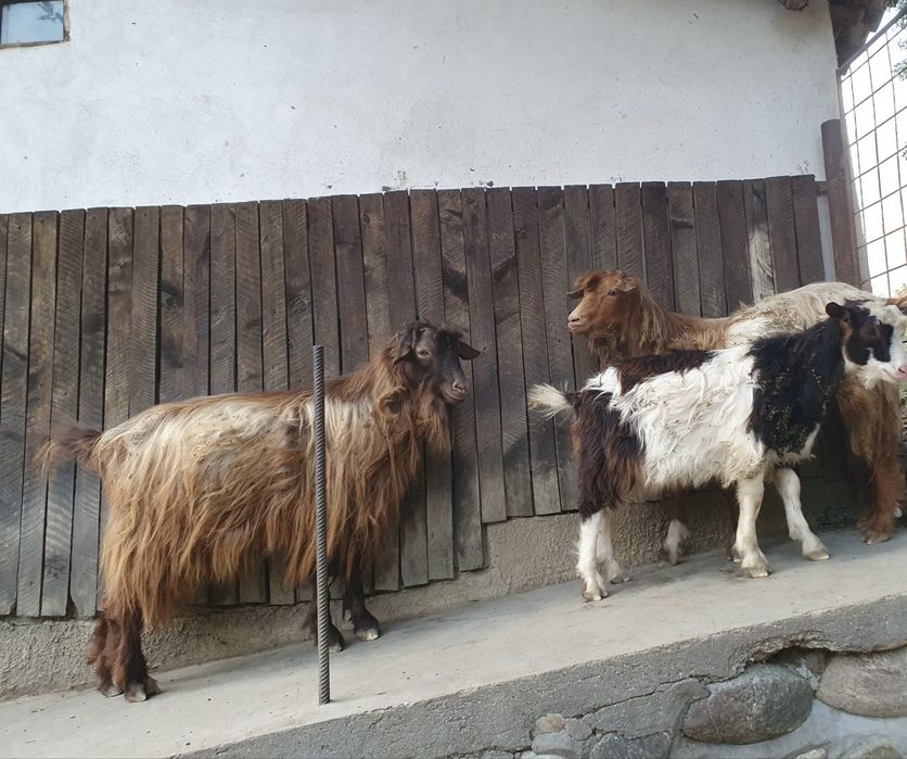Tapi de vanzare,,