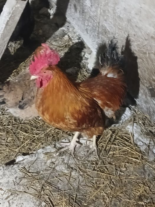 Продам петухов на племя