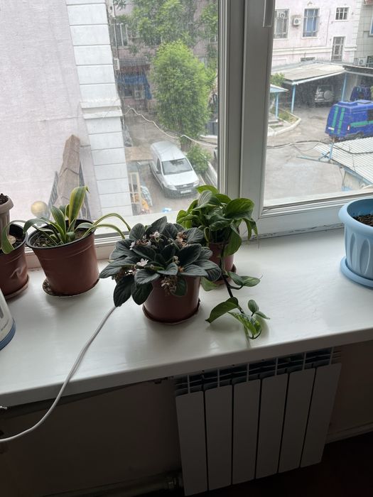 Срочно продам цветый