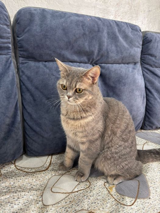 Кошка британский