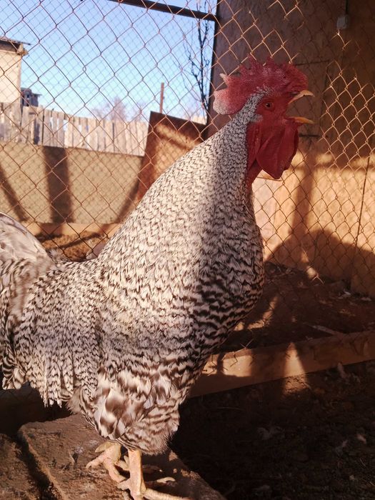 Амроксов семейка 2+1