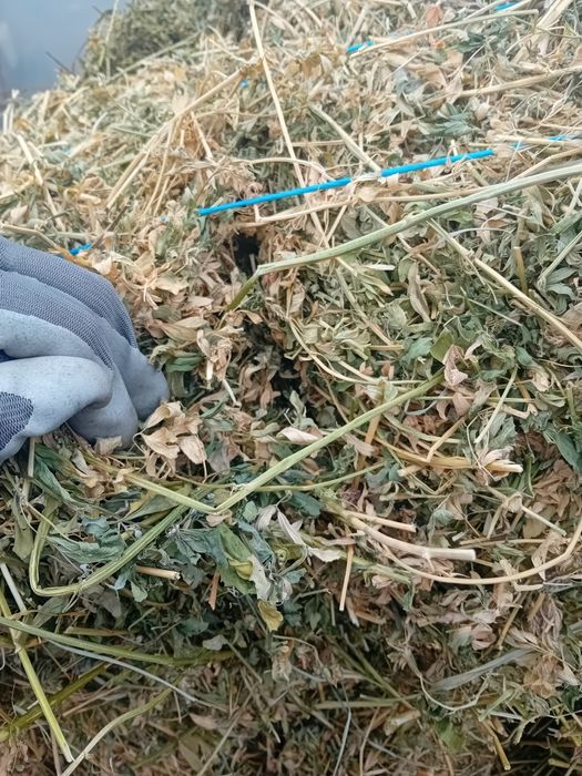 Vand baloti de lucerna