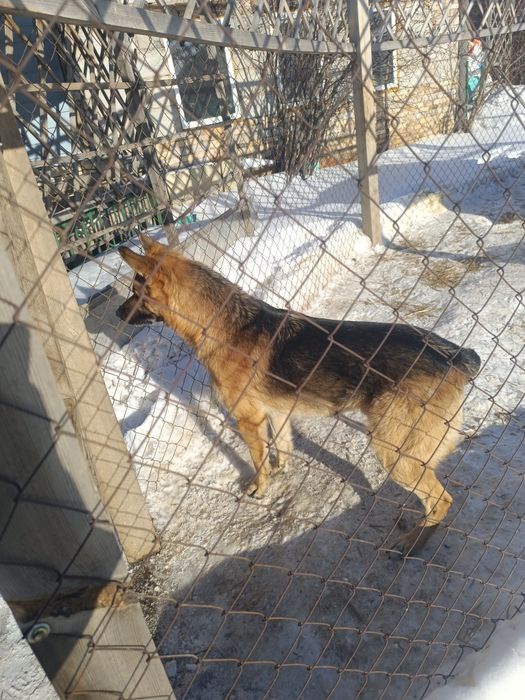 Отдаются щенки последние  2 девочки